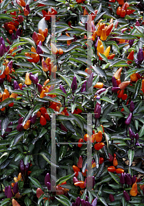 Picture of Capsicum annuum var. annuum 'Explosive Ignite'