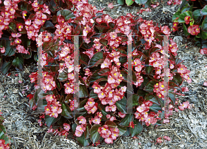 Picture of Begonia  'Harmony Scarlet Improved'