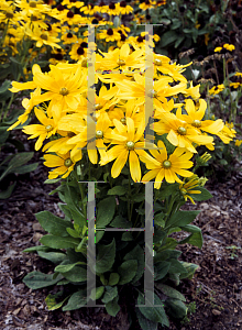 Picture of Rudbeckia hirta 'Prairie Sun'