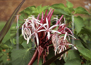 Picture of Crinum asiaticum 'Cuprifolium'