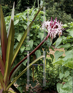 Picture of Crinum asiaticum 'Cuprifolium'