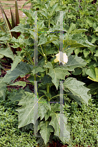 Picture of Datura  'Ballerina Mix'