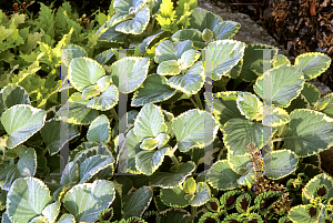 Picture of Plectranthus forsteri 'Green on Green'