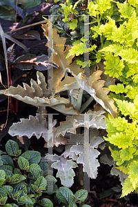 Picture of Kalanchoe beharensis 