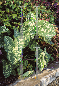 Picture of Alocasia  'Hilo Beauty'