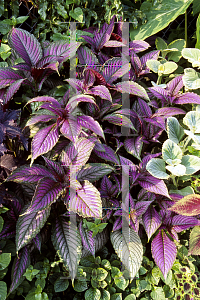 Picture of Strobilanthes dyerianus 
