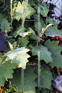 Picture of Solanum quitoense 