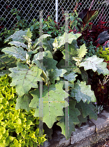 Picture of Solanum quitoense 