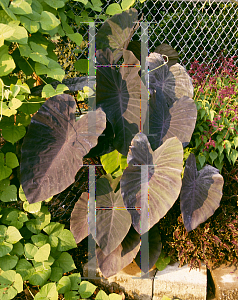 Picture of Colocasia esculenta 'Black Magic'