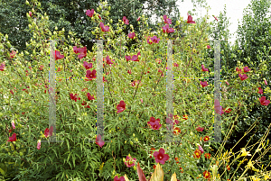 Picture of Hibiscus coccineus 