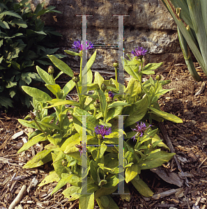 Picture of Centaurea montana 'Aurea'