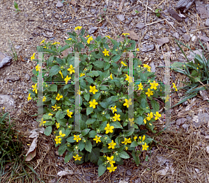 Picture of Chrysogonum virginianum 