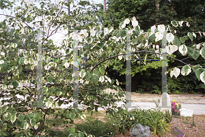 Picture of Cercis canadensis 'Silver Cloud'