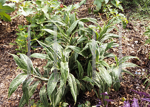 Picture of Setaria palmifolia 'Rubra Variegata'