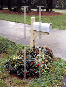 Picture of Solanum pseudocapsicum 