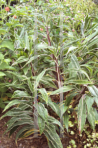 Picture of Setaria palmifolia 'Rubra Variegata'