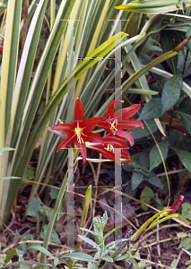 Picture of Rhodophiala bifida 