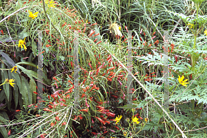 Picture of Manettia cordifolia 