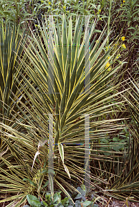 Picture of Yucca aloifolia 'Variegata'