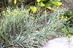 Picture of Chrysopsis graminifolia 