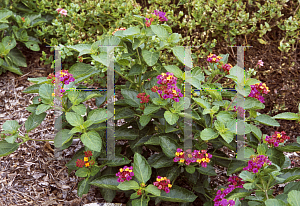 Picture of Lantana camara 'Popsicles'