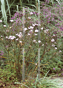 Picture of Ruellia tweediana 'Chi Chi'