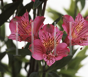 Picture of Alstroemeria x 'Petite Plum'