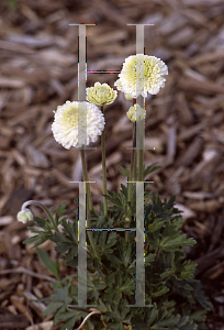 Picture of Anemone sylvestris 'Elise Feldman'