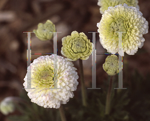 Picture of Anemone sylvestris 'Elise Feldman'