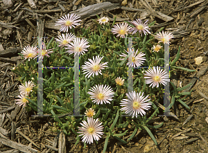 Picture of Delosperma  'Mesa Verde'