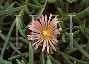 Picture of Delosperma  'Mesa Verde'