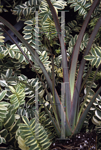 Picture of Phormium tenax 'Bronze Baby'