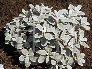 Picture of Brachyglottis  'Walbrach ( Walberton's Silver Dormouse)'