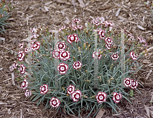 Picture of Dianthus  'Siskin Clock'