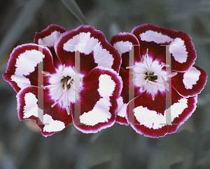 Picture of Dianthus  'Siskin Clock'