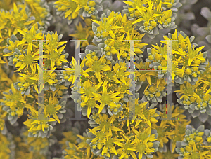 Picture of Sedum spathulifolium 'Cape Blanco'