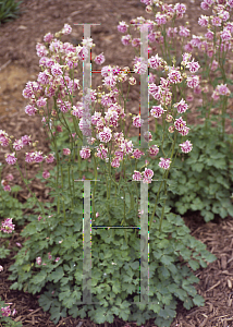 Picture of Aquilegia vulgaris 'Tower Light Pink'