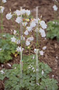 Picture of Aquilegia  'Towering Light Blue'