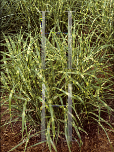 Picture of Miscanthus  'Super Stripe'