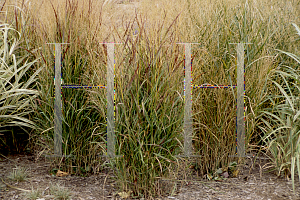 Picture of Panicum virgatum 'Shenandoah'