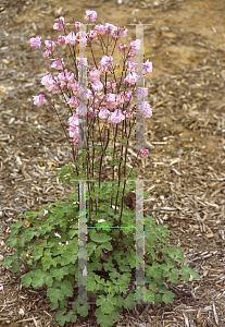 Picture of Aquilegia x hybrida 'Dorothy Rose'