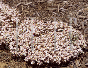 Picture of Sedum dasyphyllum 'Blue Ridge'