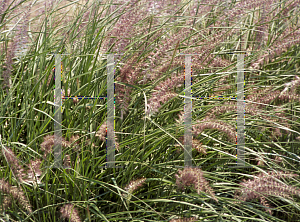 Picture of Pennisetum orientale 'Karley Rose'