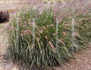 Picture of Pennisetum orientale 'Karley Rose'