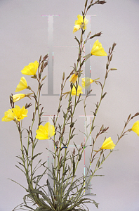 Picture of Oenothera odorata 