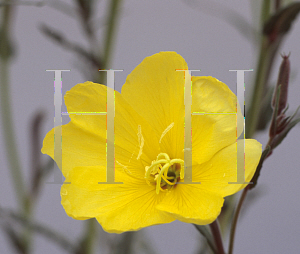 Picture of Oenothera odorata 