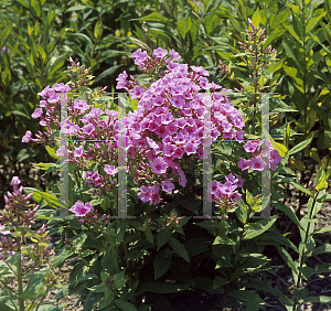 Picture of Phlox paniculata 'Mini Star'