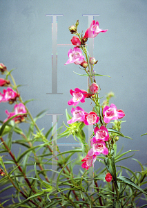 Picture of Penstemon x mexicali 'Red Rocks'