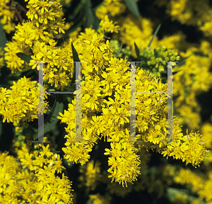 Picture of Solidago cutleri 'Goldrush'