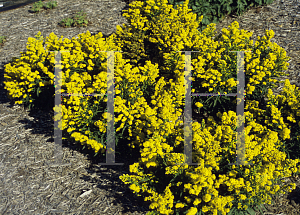 Picture of Solidago cutleri 'Goldrush'